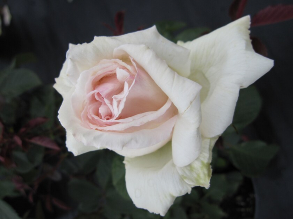 Edelrose Rosa Poker® Teehybride & Duftrose rosa Duft++++ 40cm