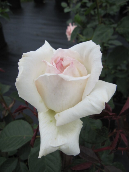 Edelrose Rosa Poker® Teehybride & Duftrose rosa Duft++++ 40cm