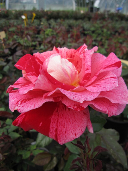 Edelrose Rosa Rachel Louise Moran