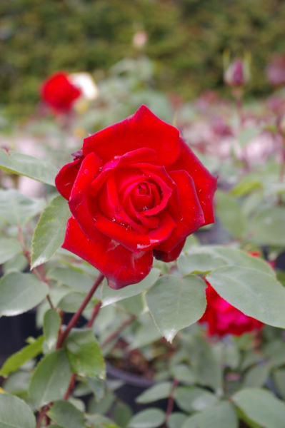 Edelrose Rosa Ruby Wedding
