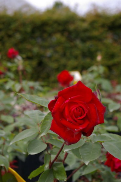 Edelrose Rosa Ruby Wedding