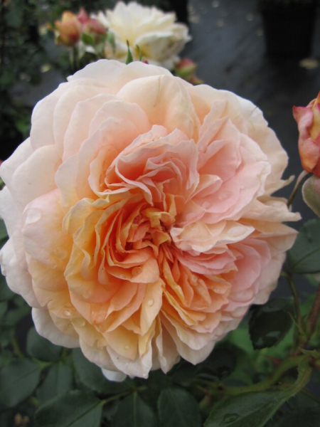 Beetrose Rosa Sangerhäuser Jubiläumsrose® Märchenrose zartapricot Duft++ 40cm