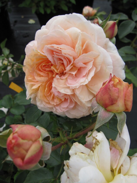 Beetrose Rosa Sangerhäuser Jubiläumsrose® Märchenrose zartapricot Duft++ 40cm