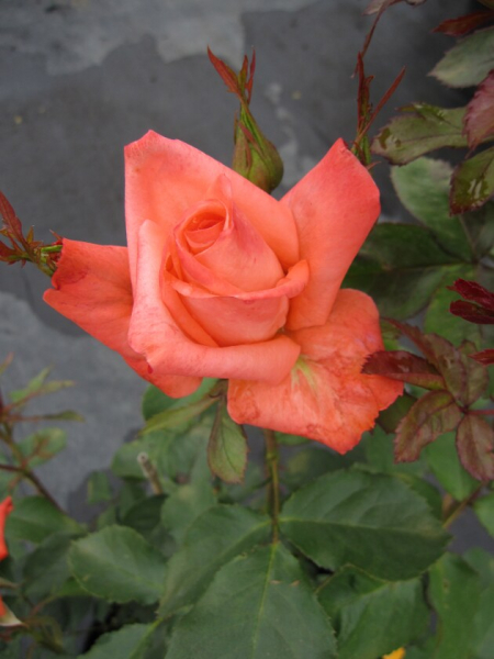 Edelrose Rosa Satellite® Teehybride zinnoberrot orange Duft+ 40cm
