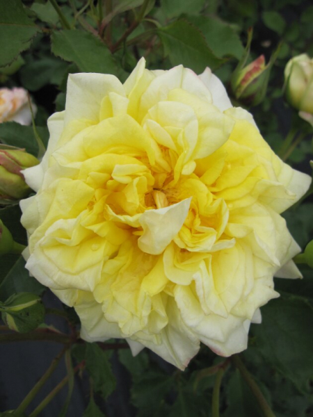 Edelrose Rosa Sterntaler® Teehybride & Märchenrose mittelgelb Duft+++ 40cm