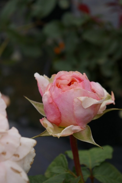 Rosa Sweet Revelation® - Edelrose - Moderne Teehybride - apricot-lachsfarbend