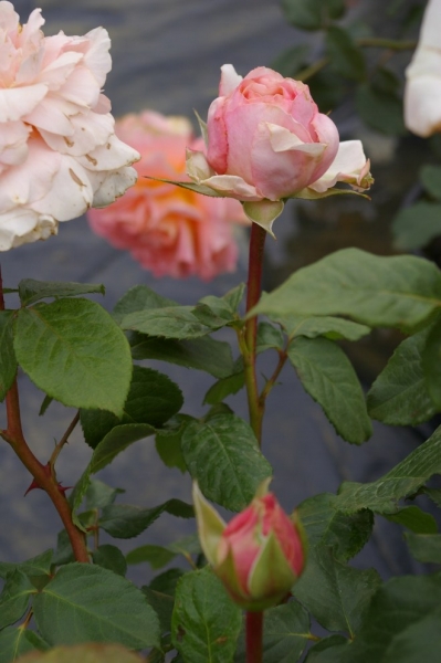 Rosa Sweet Revelation® - Edelrose - Moderne Teehybride - apricot-lachsfarbend