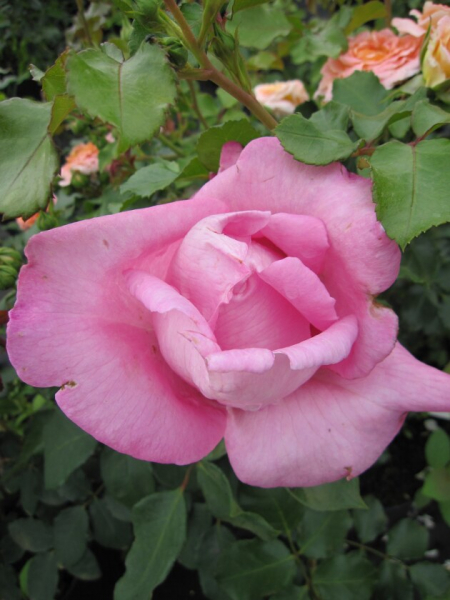 Edelrose Rosa The Mc Cartney Rose® Teehybride Duftrose der Provence hellrosa Duft++++ 40cm