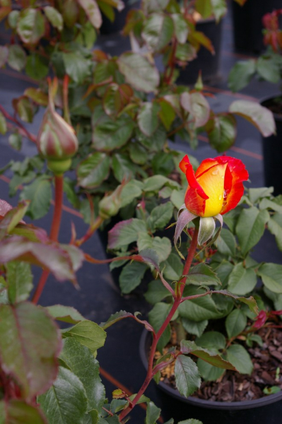 Edelrose Rosa Two Colours
