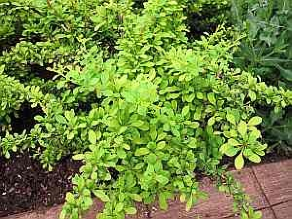 Berberis thunberghii "Sunsation" (25-30 cm) Goldgelbe Berberitze