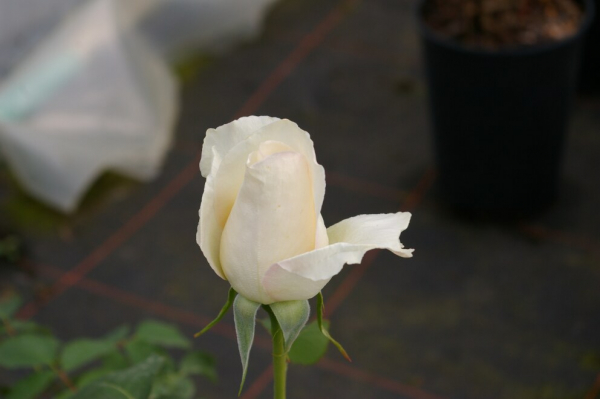 Edelrose Rosa White Symphony® Teehybride Moderne Rose weiß Duft+ 40cm