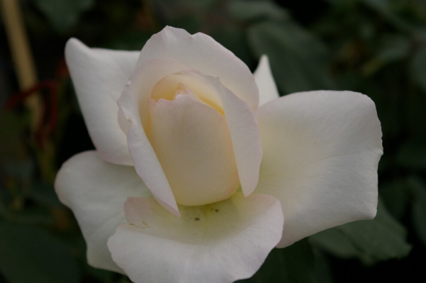 Edelrose Rosa White Symphony® Teehybride Moderne Rose weiß Duft+ 40cm