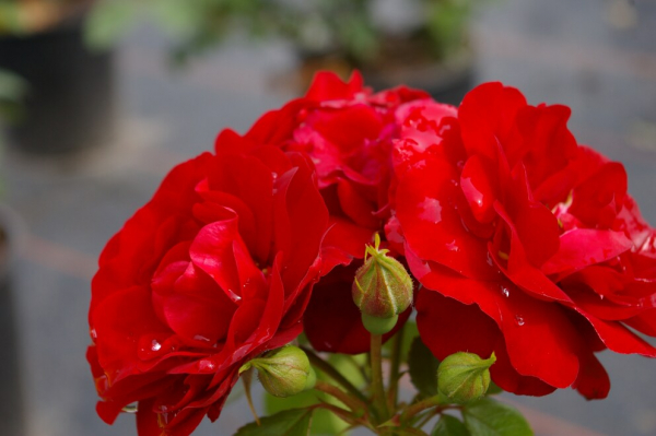 Beetrose Rosa Grand Palace® Moderne Floribundarose dunkelrot Duft+ 40cm