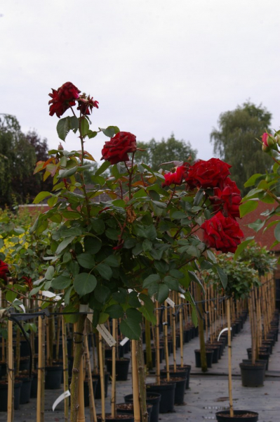 Hochstammrose Rosa Humanity® Stammrose karmesinrot Duft+ 90cm