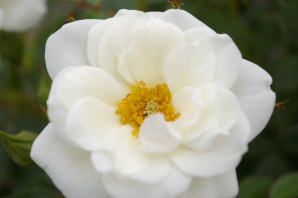 Hochstammrose Rosa Kent® Stammrose reinweiß gelbe Mitte Duft- 90cm