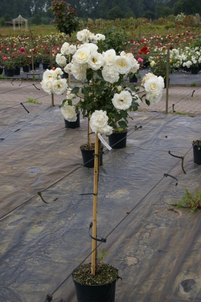 Hochstammrose Rosa Kristallperle® Stammrose reinweiß Duft- 90cm