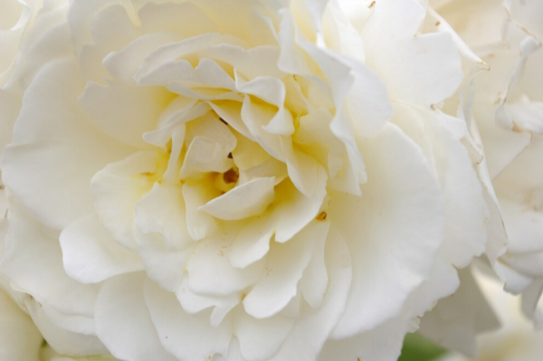 Hochstammrose Rosa Kristallperle® Stammrose reinweiß Duft- 90cm