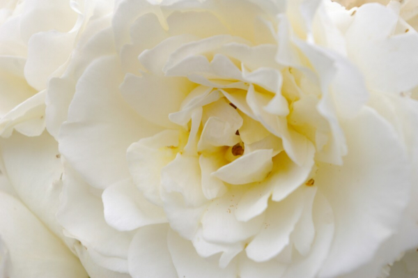 Hochstammrose Rosa Kristallperle® Stammrose reinweiß Duft- 90cm