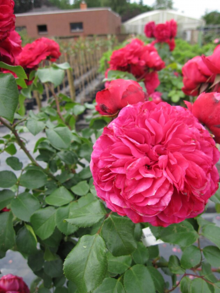 Hochstammrose Rosa Leonardo da Vinci® - Floribunda Stammrose - 90cm