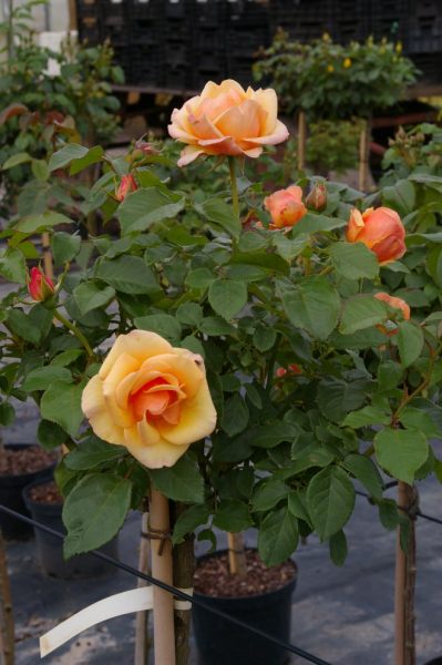 Hochstammrose Rosa Olympic Palace® Stammrose zart pfirsichfarbend Duft++ 90cm