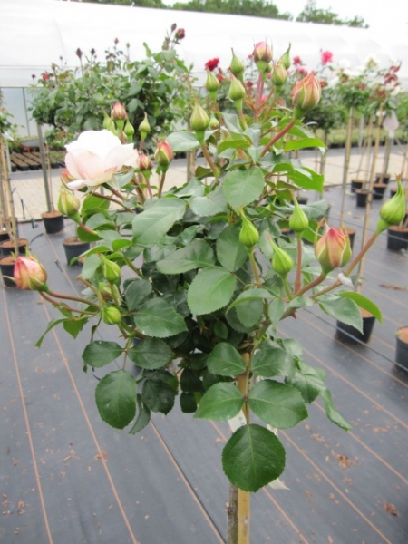 Hochstammrose Rosa Queens Palace® Palace Rosen Stammrose zartrosa Duft- 90cm