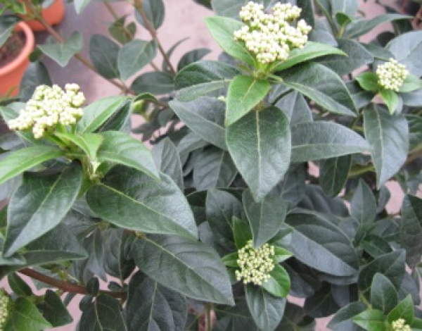 Viburnum tinus 'Eve Price' Stamm (ca. 70 cm) - Mittelmeer-Schneeball (Lorbeerschneeball)