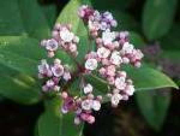 Viburnum tinus 'Eve Price' Stamm (ca. 70 cm) - Mittelmeer-Schneeball (Lorbeerschneeball)