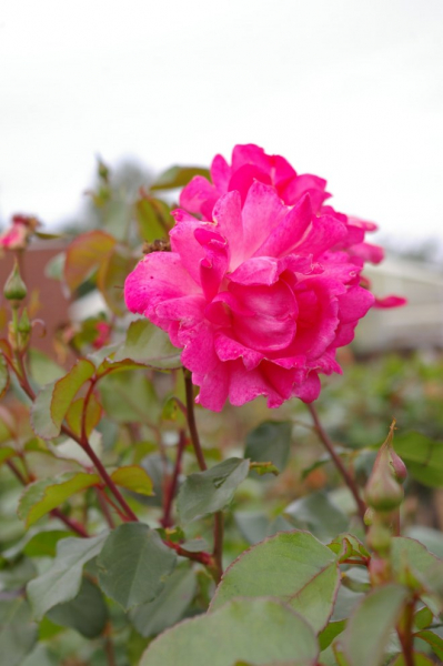Hochstammrose Rosa Tom Tom® Moderne Floribunda Stammrose rosa Duft++++ 90cm