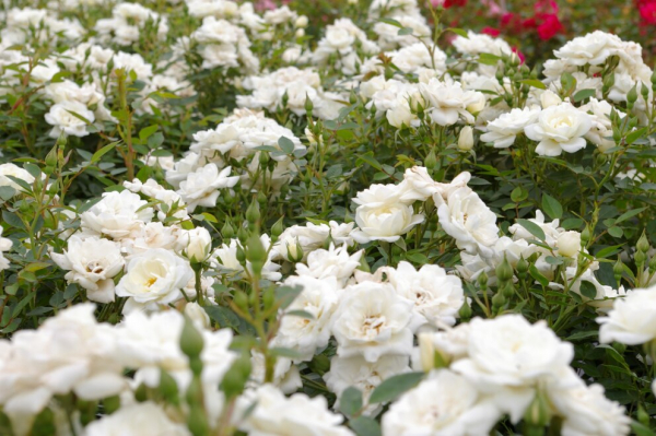Bodendeckerrose Kent syn. White Cover® Sparkling White - Poulsen Rose