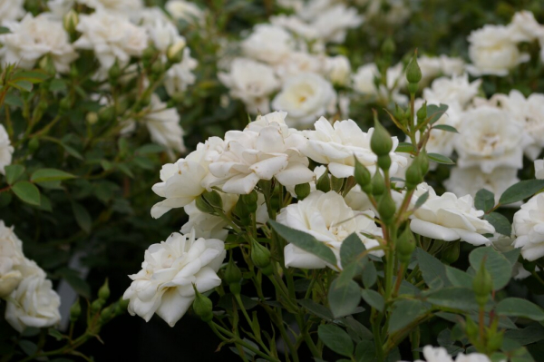 Bodendeckerrose Kent syn. White Cover® Sparkling White - Poulsen Rose