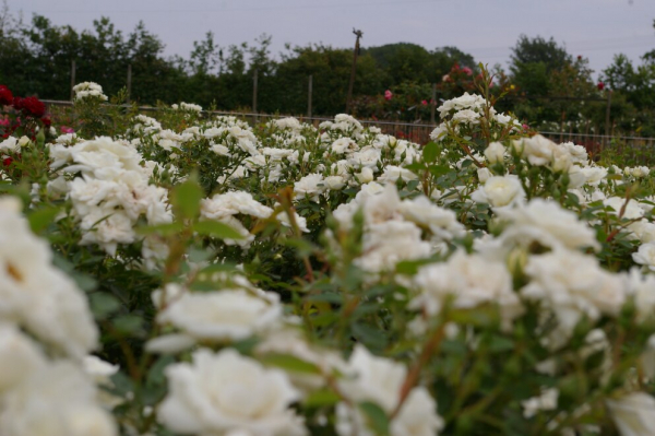 Bodendeckerrose Kent syn. White Cover® Sparkling White - Poulsen Rose