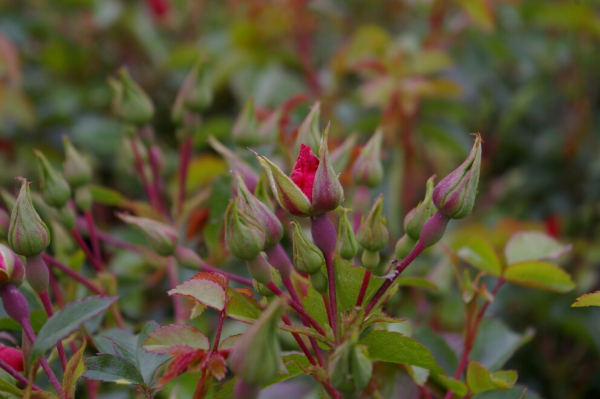 Bodendeckerrose Sommerabend® - Rosa Sommerabend® - Kleinstrauchrose - dunkelrot - Kordes-Rose - ADR-Rose -