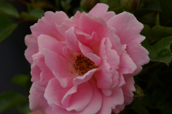 Bodendeckerrose Sommerwind® - Rosa Sommerwind®