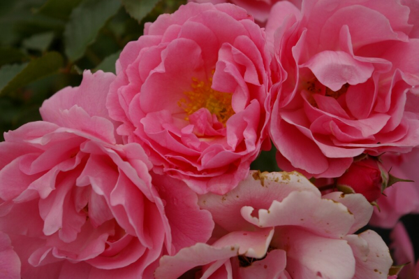 Bodendeckerrose Sommerwind® - Rosa Sommerwind®