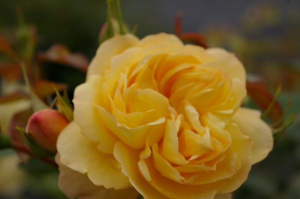 Bodendeckerrose Sonnenschirm® - Rosa Sonnenschirm® - zitronengelb - Duft+ - Tantau-Rose -