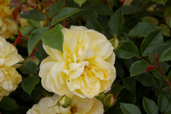 Bodendeckerrose Sonnenschirm® - Rosa Sonnenschirm® - zitronengelb - Duft+ - Tantau-Rose -
