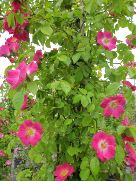 Solitärrose Rosa American Pillar® Wichuraiana Hybride Kletterrose blutrot Duft+ 200cm