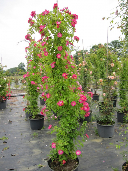 Solitärrose Rosa American Pillar® Wichuraiana Hybride Kletterrose blutrot Duft+ 200cm