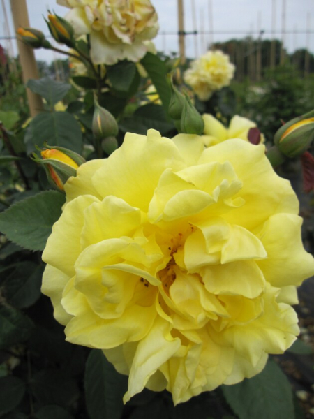 Solitärrose Rosa Golden Gate® Kletterrose goldgelb - reingelb Duft++ ca. 175 cm