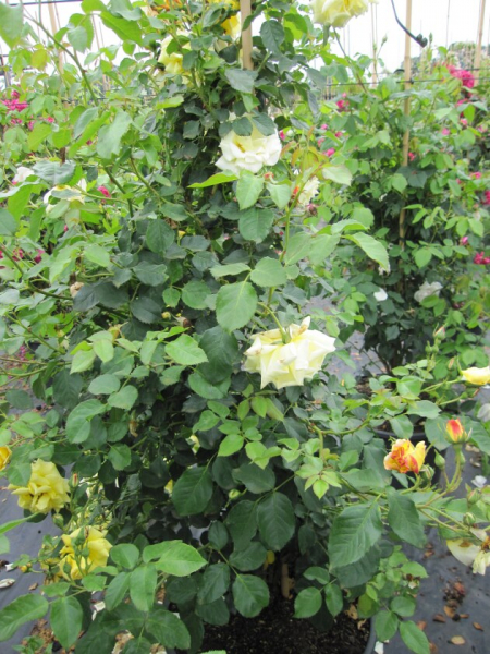 Solitärrose Rosa Morgensonne 88® Kletterrose lichtgelb Duft++ ca. 150 cm