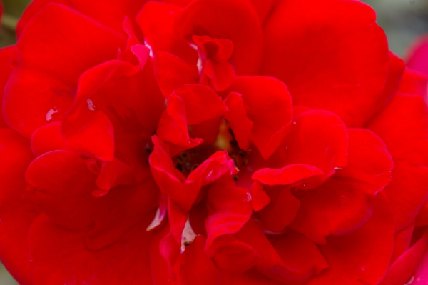 Solitärrose Rosa Mushimara® Kletterrose leuchtend rot Duft+++ ca. 150 cm