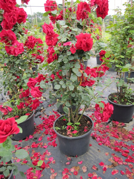 Solitärrose Rosa Mushimara® Kletterrose leuchtend rot Duft+++ ca. 150 cm
