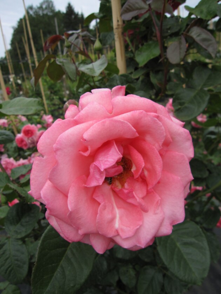 Solitärrose Rosa Ramira® Kletterrose leuchtendes Reinrosa Duft+++ ca. 150 cm