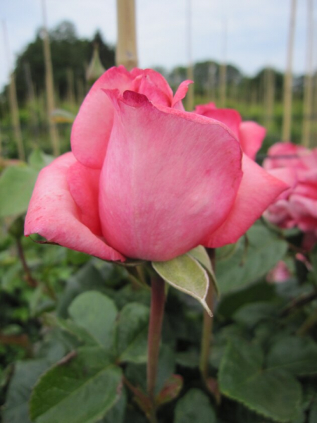 Solitärrose Rosa Ramira® Kletterrose leuchtendes Reinrosa Duft+++ ca. 150 cm
