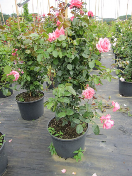 Solitärrose Rosa Ramira® Kletterrose leuchtendes Reinrosa Duft+++ ca. 150 cm