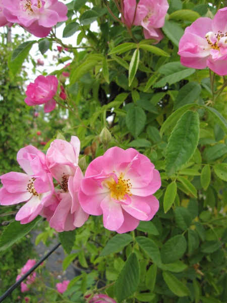 Solitärrose Rosa Blush Rambler® Ramblerrose pink und weiß Duft+ ca. 200 cm