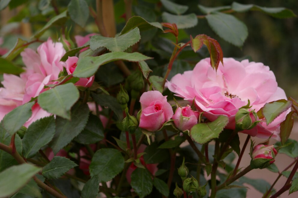 Solitärrose Rosa Climbing Canibo® Ramblerrose rosa Duft- ca. 200 cm