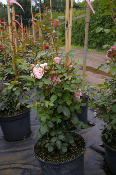 Solitärrose Rosa Climbing Canibo® Ramblerrose rosa Duft- ca. 200 cm