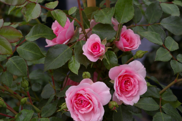 Solitärrose Rosa Climbing Canibo® Ramblerrose rosa Duft- ca. 200 cm