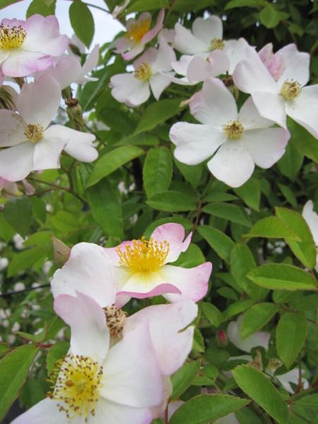 Solitärrose Rosa Francis E. Lester® Ramblerrose Multiflora-Hybride weiß - zartrosa Duft++++ ca. 200 cm